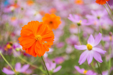 The blossoming galsand flowers closeup in garden