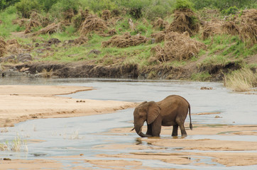 Elephant stuck in river