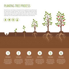 Gardening and planting infographic. Apple tree. Organic food. Flat design, vector illustration.