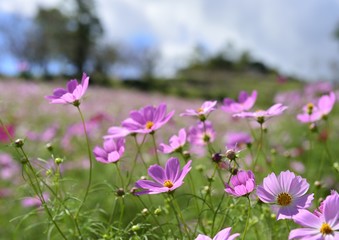 Fototapeta premium コスモス