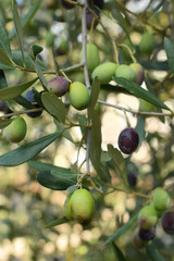 Olive branch with green and black olives. Mediterranean Garden