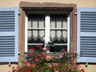 Elsass, Fenster mit Storchenpaar