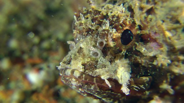 Black scorpionfish (Scorpaena porcus), portrait.
