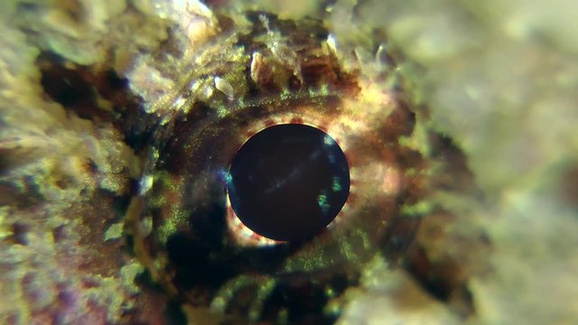 Eye of Black scorpionfish (Scorpaena porcus), close-up.
