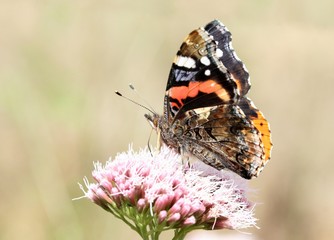 European Red Admiral (Vanessa Atalanta)