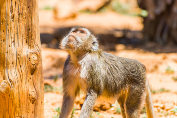 Little Monkey, Spain