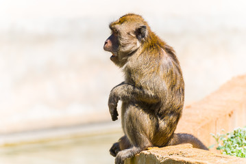 Little Monkey, Spain