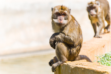 Little Monkey, Spain