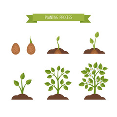 Phases plant growth. Sprout in the ground. Flat style, vector illustration.