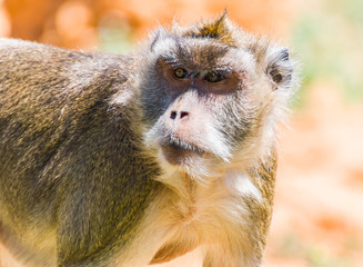 Little Monkey, Spain