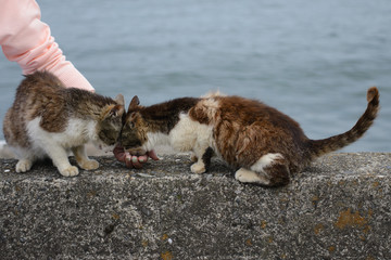 琵琶湖沖島の猫