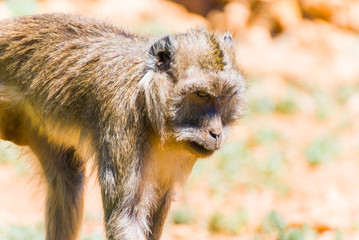 Little Monkey, Spain