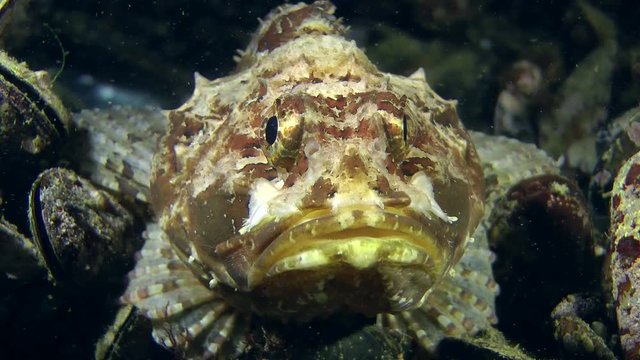 Black scorpionfish (Scorpaena porcus), portrait, front view.
