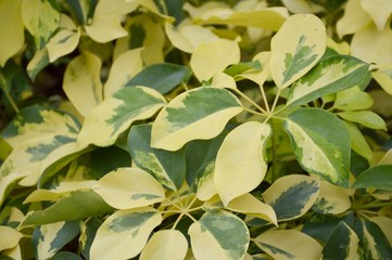 close up Umbrella tree in nature garden - schefflera arboricola