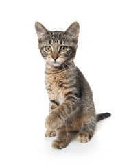 Cute tabby kitten on hind legs