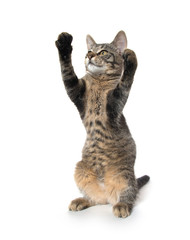Cute tabby kitten on hind legs