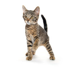 Fototapeta premium Słodki kociak na tylnych łapach