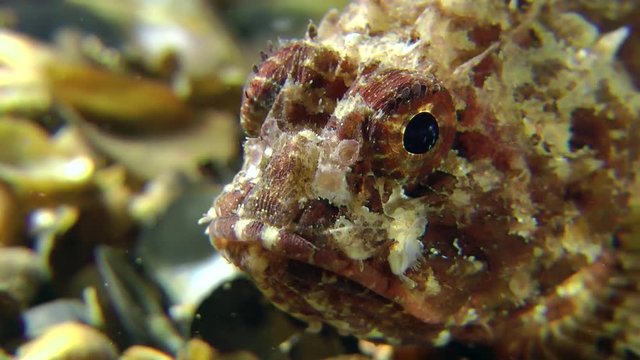 Black scorpion fish (Scorpaena porcus) rotates its eyes and changes position, close-up.
