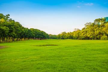 Fototapeta na wymiar Green grass field with tree in the city park