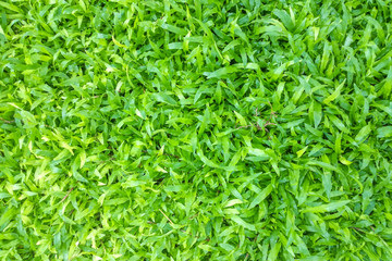 green grass texture for background.