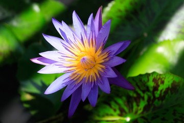beautiful lotus flower