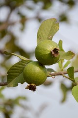 green guava in fruit garden