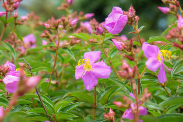 White flower grow near the rock in rainy season