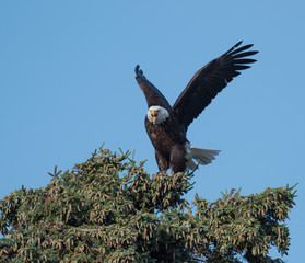 Bald eagle in a tree
