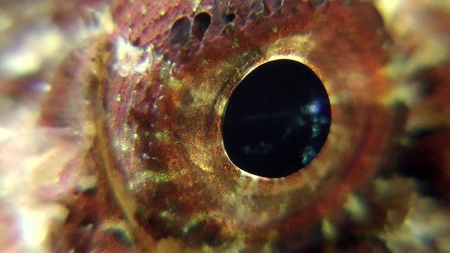 Eye of Black scorpionfish (Scorpaena porcus), close-up.
