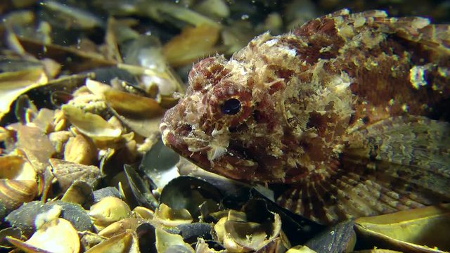 Black scorpion fish (Scorpaena porcus) changes its position, close-up.
