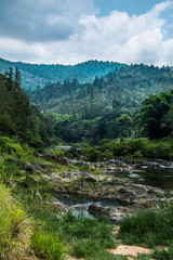 Obraz premium forêt sauvage