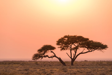 Fototapeta na wymiar Etosha Acacia Tree Sunrise