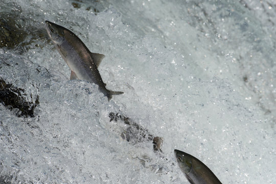 Sockeye Salmon Jumping