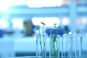 flower in test tubes glassware  in science lab background