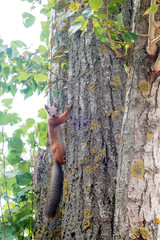 A Grey Squirrel peers out of a hole in a tree. These adorable tr