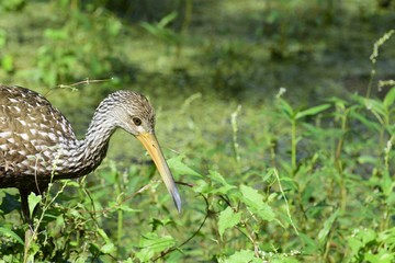 Limpkin southern Florida bird along Gulf of Mexico