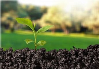 Seedling.