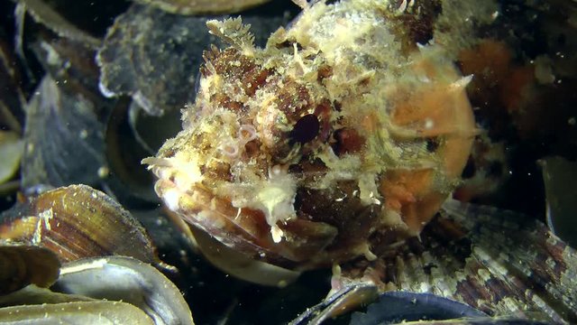 Black scorpion fish (Scorpaena porcus) with spotty color, close-up.
