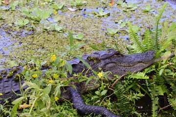 Naklejka premium Alligator hiding in a pond in Florida
