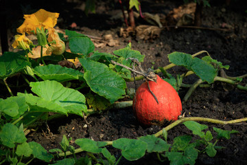 green pumpkin growing