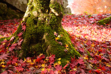 出石城跡の紅葉