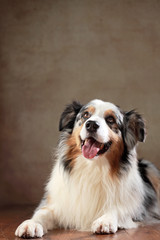 Fototapeta premium Australian Shepherd im Studio liegend
