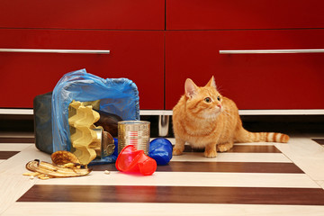 Red cat near full inverted garbage basket on kitchen floor