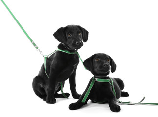 Cute Labrador puppies, isolated on white