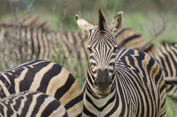 Adult Zebra portrait