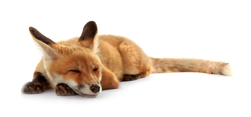 Beautiful fox cub lying isolated on white - Powered by Adobe