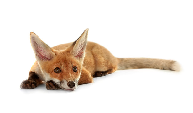 Beautiful fox cub lying isolated on white