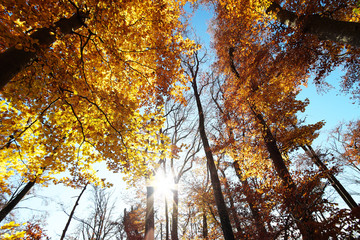 Herbstwald