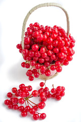 Red berries of viburnum in small basket isolated