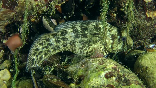 Marine fish Rusty blenny (Parablennius sanguinolentus) near the stone, medium shot.
